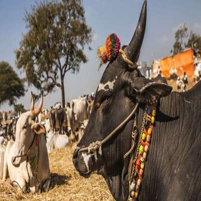 Sonepur Mela Travel